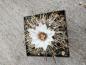 Preview: Turbinicarpus los chilares